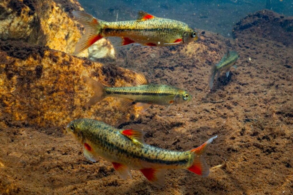 South Africa Eradicates Invasive Bass, Expanding Habitat for Critically Endangered Native Fish