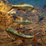 South Africa Eradicates Invasive Bass, Expanding Habitat for Critically Endangered Native Fish