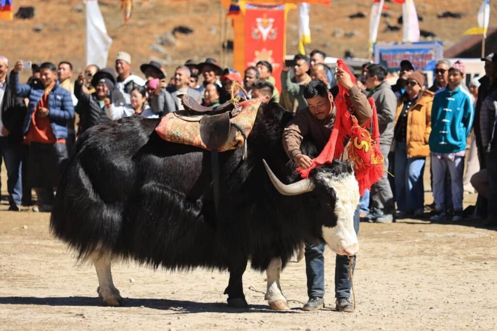 Sikkim Proposes ‘Himalayan Pole’ to Protect Declining Yak Population and Preserve Traditional Herding