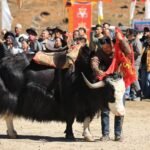 Sikkim Proposes ‘Himalayan Pole’ to Protect Declining Yak Population and Preserve Traditional Herding